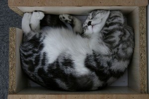 почему коты любят коробки и пакеты