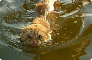 почему коты не любят воду
