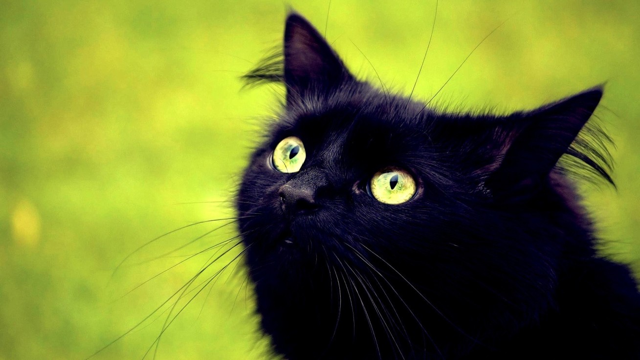 как назвать черного кота