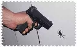 почему нельзя убивать пауков в доме
