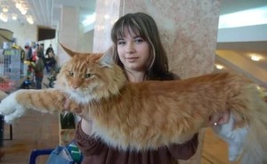 порода кошек больших размеров